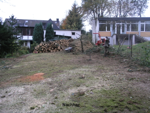 Baum fällen Heiligenhaus